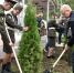 Южное дерево для северного сквера - Газета Знамя
