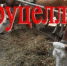 Бруцеллёз - Газета Знамя