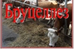 Бруцеллёз