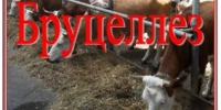 Бруцеллёз - Газета Знамя